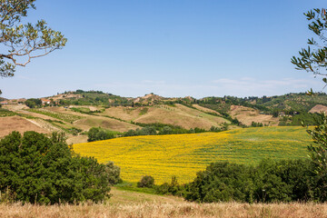 Fototapeta na wymiar cultivation of sunflowers on the hills of the Valdelsa (or Val d'Elsa), near Certaldo, in Tuscany