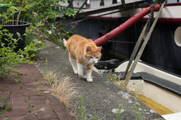 ginger cat on the Amsterdam street