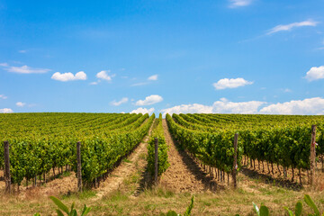 Fototapeta na wymiar Rolling hills of Tuscan vineyards at Castellina in Chianti, in the Chianti wine region, Tuscany