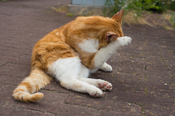 ginger cat on the Amsterdam street
