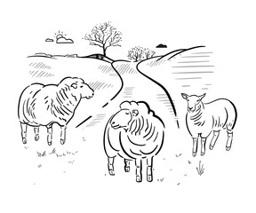 Herd of sheep in pasture near the farm. Landscape of Europe with hills and animals. Vector hand drawn illustration.