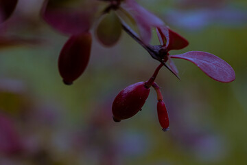 purple orchid flower