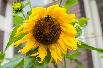 Naklejka premium sunflower and bee in the garden 