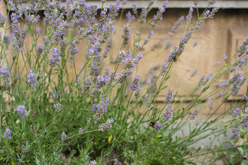 Obraz na płótnie Canvas purple herb and flowers in the street