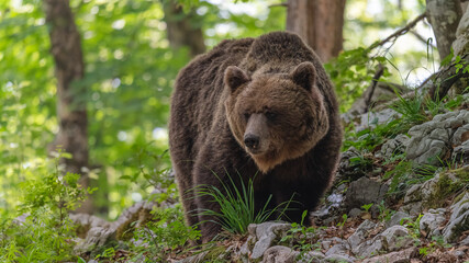 Bär