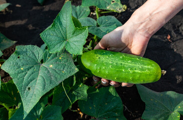 Obraz premium green cucumber that is plucked from the bush