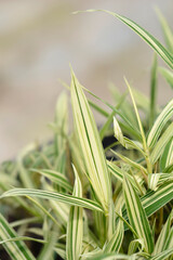 Dwarf white-striped Bamboo