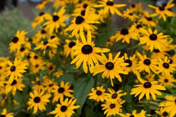 rudbeckia flowers in the summer garden