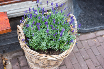 basket with purple flowers in the street