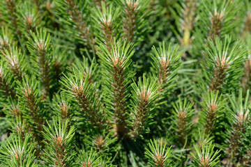 Dwarf black pine Pierrick Bregeon