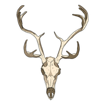 Deer fossilized skull hand drawn image. Horned artiodactyl animal bones fossil image drawing. Vector stock outline silhouette