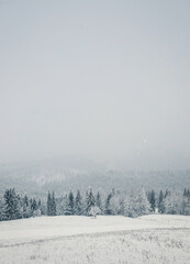 Wonderful winter scene with snow falling. Bukovel ski resort in Ukrainian Carpathians. Snowy forest on the mountain hills. Foggy white woodland view, idyllic snowfall scene