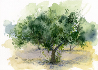 Watercolor landscape with olive trees. Greek olive grove.