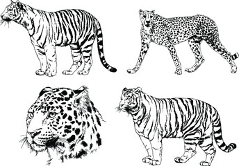 vector drawings sketches different predator , tigers lions cheetahs and leopards are drawn in ink by hand , objects with no background