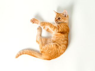 Cute red kitten on a white background. Playful and funny pet. Copy space.