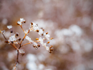 Early winter snow on a bush tiny twig