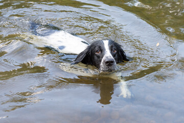 A dog of the Russian Spaniel breed bathes in the river on a summer day.