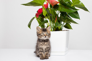 Cute striped gray kitten sits near a flower houseplant in a white pot on a white background with...