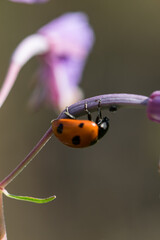 ladybug on flower
