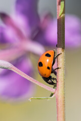 ladybird on a leaf