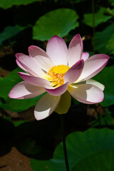 진흙에서 자라지만 정갈한 연꽃