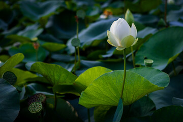 진흙에서 자라지만 정갈한 연꽃