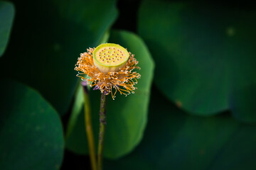 진흙에서 자라지만 정갈한 연꽃