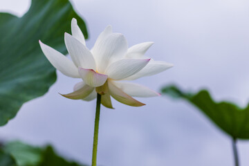 진흙에서 자라지만 정갈한 연꽃