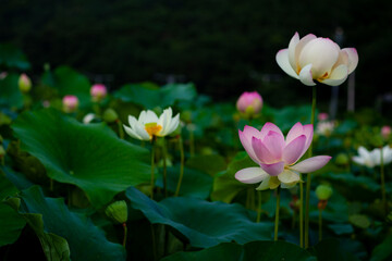 진흙에서 자라지만 정갈한 연꽃