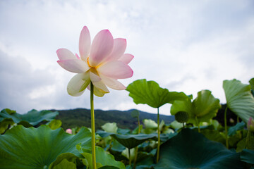 진흙에서 자라지만 정갈한 연꽃