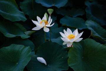 진흙에서 자라지만 정갈한 연꽃