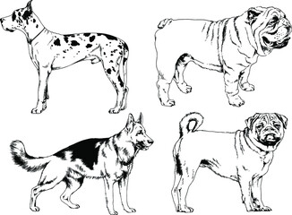 vector drawings sketches pedigree dogs and cats  drawn in ink by hand , objects with no background