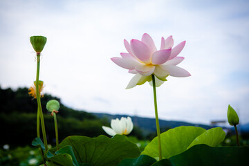 진흙에서 자라지만 정갈한 연꽃