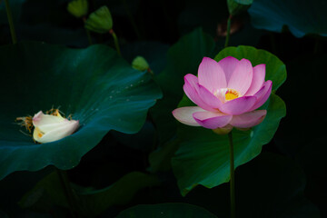 진흙에서 자라지만 정갈한 연꽃