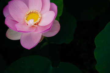 진흙에서 자라지만 정갈한 연꽃