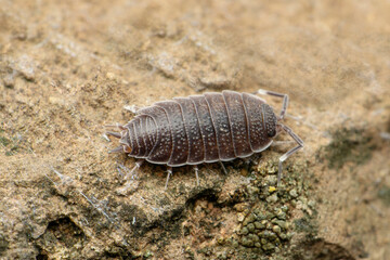Pentazonia milipede, Satara, Maharashtra, India
