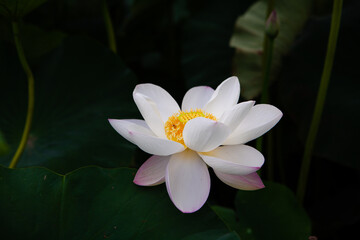 진흙에서 자라지만 정갈한 연꽃