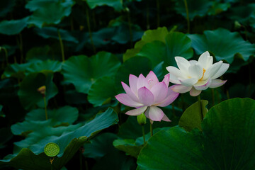 진흙에서 자라지만 정갈한 연꽃