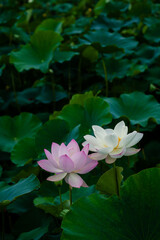 진흙에서 자라지만 정갈한 연꽃