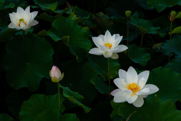 진흙에서 자라지만 정갈한 연꽃
