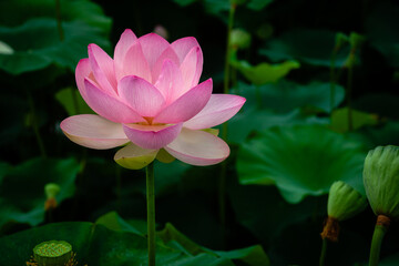 진흙에서 자라지만 정갈한 연꽃