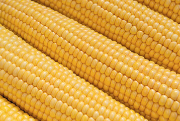 Freshly peeled corn cobs close up