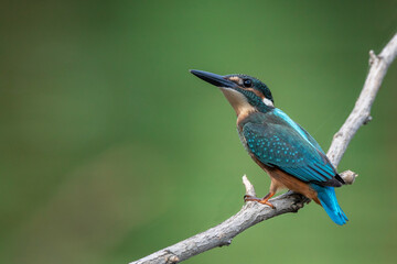 夏のカワセミ