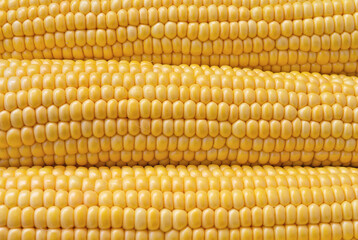 Heads of raw corn close up