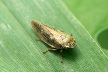 Tree hopper, Ceresa taurina, Satara, Maharashtra, India