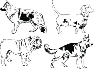 vector drawings sketches pedigree dogs and cats  drawn in ink by hand , objects with no background