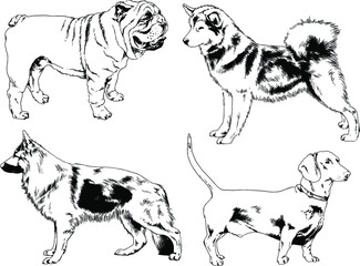 vector drawings sketches pedigree dogs and cats  drawn in ink by hand , objects with no background