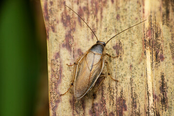 Field cockroach, Cariblatta species, Satara, Maharashtra, India