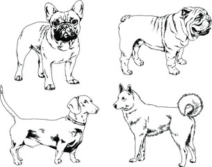 vector drawings sketches pedigree dogs and cats  drawn in ink by hand , objects with no background