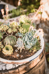 Succulent and cacti plants
